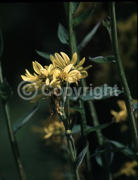 Yellow blooms; Deciduous; Broadleaf; North American Native