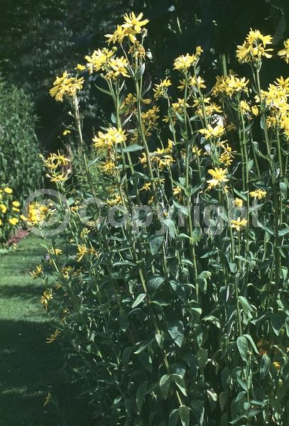 Yellow blooms; Deciduous; Broadleaf; North American Native