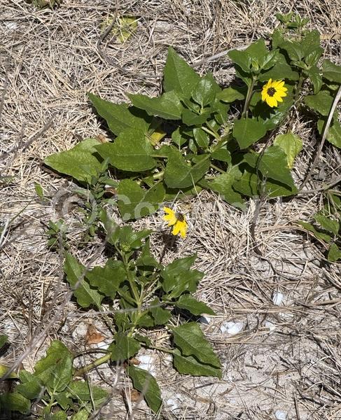 Yellow blooms; Evergreen; Semi-evergreen; North American Native