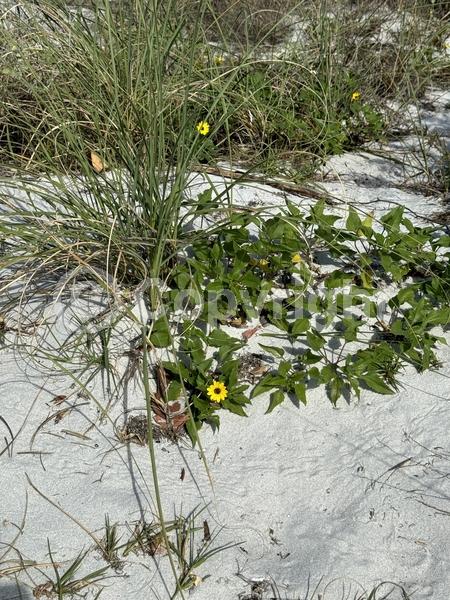 Yellow blooms; Evergreen; Semi-evergreen; North American Native