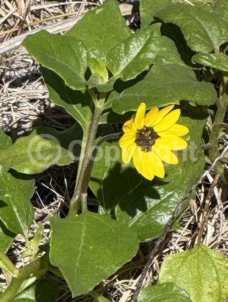 Yellow blooms; Evergreen; Semi-evergreen; North American Native