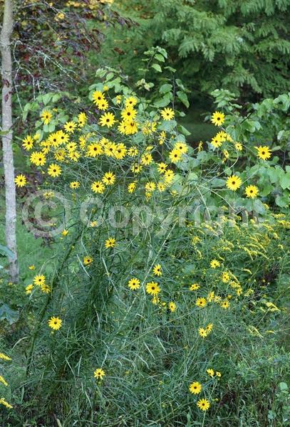 Yellow blooms; Deciduous; Broadleaf; North American Native