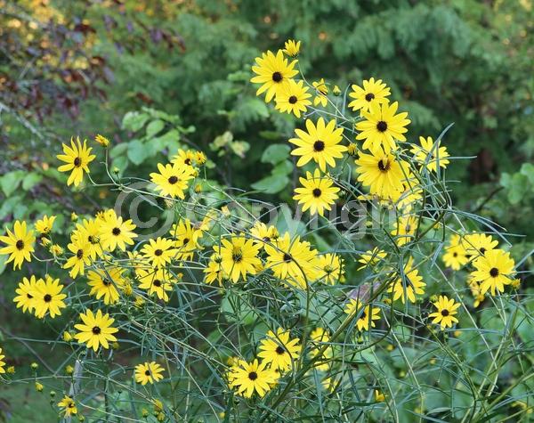 Yellow blooms; Deciduous; Broadleaf; North American Native