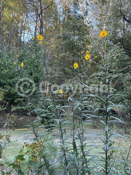 Yellow blooms; North American Native