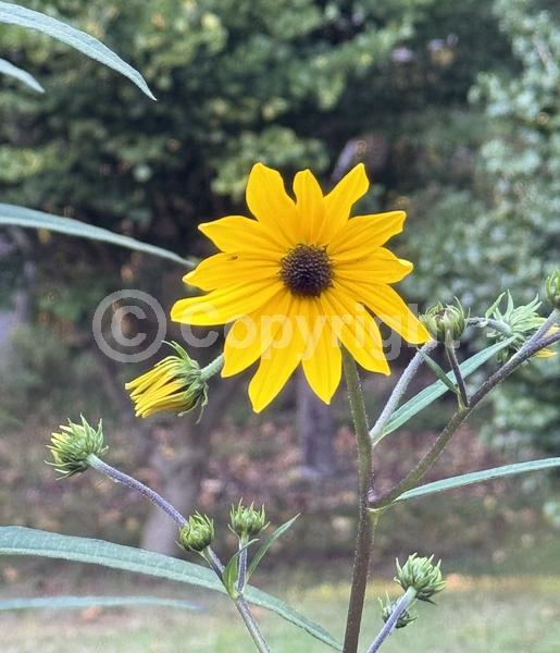 Yellow blooms; North American Native