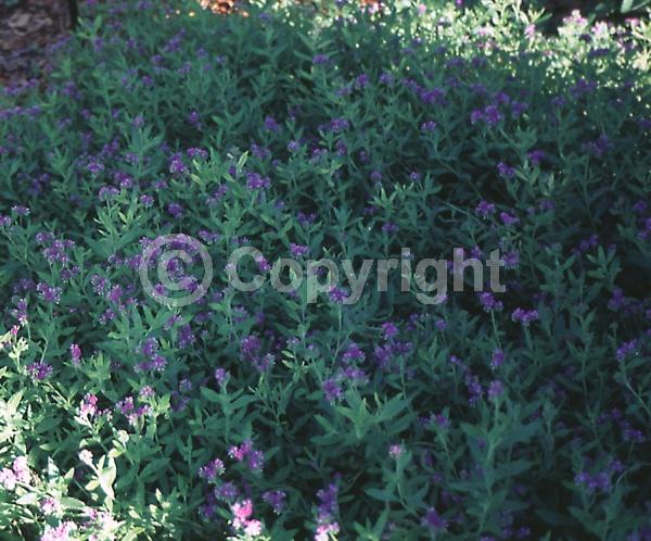 Blue blooms; Purple blooms; White blooms; Deciduous