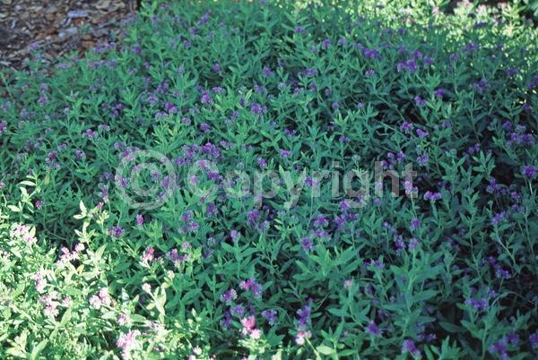 Blue blooms; Purple blooms; White blooms; Deciduous