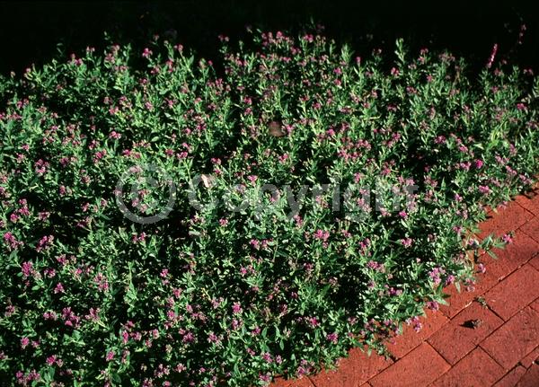 Blue blooms; Purple blooms; White blooms; Deciduous