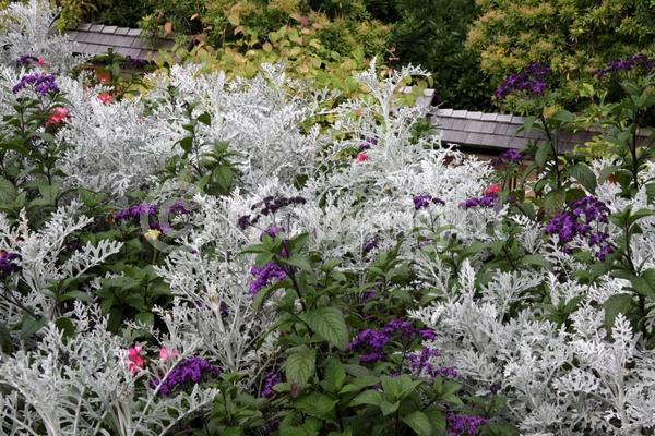 Blue blooms; Purple blooms; White blooms; Lavender blooms; Evergreen; Needles or needle-like leaf