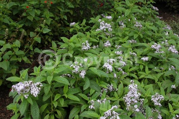 Blue blooms; Purple blooms; White blooms; Lavender blooms; Evergreen; Needles or needle-like leaf