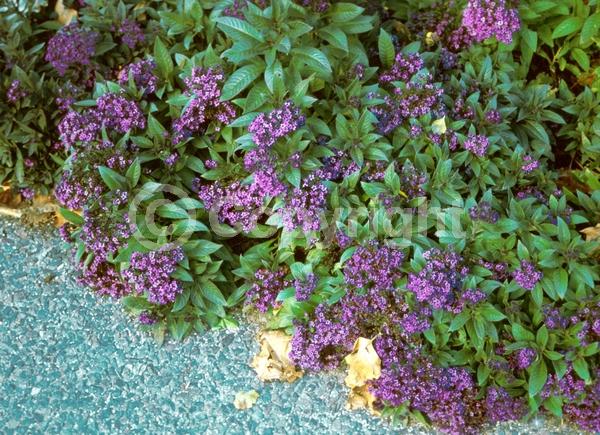 Blue blooms; Purple blooms; White blooms; Lavender blooms; Evergreen; Needles or needle-like leaf