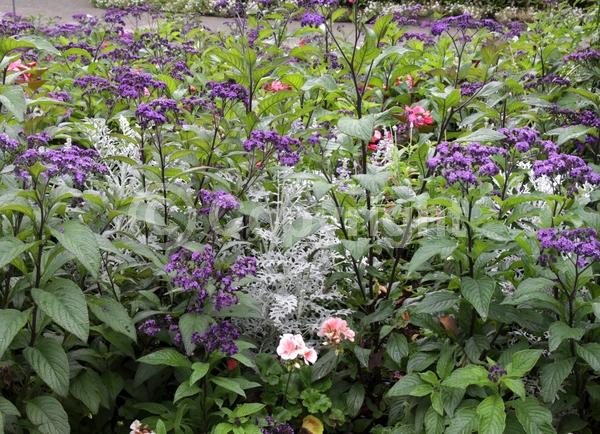 Blue blooms; Purple blooms; White blooms; Lavender blooms; Evergreen; Needles or needle-like leaf