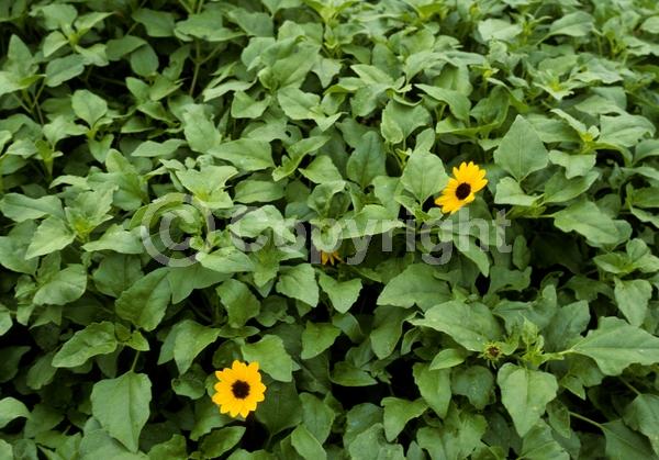 Yellow blooms; Evergreen; Semi-evergreen; North American Native