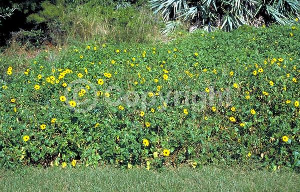 Yellow blooms; Evergreen; Semi-evergreen; North American Native