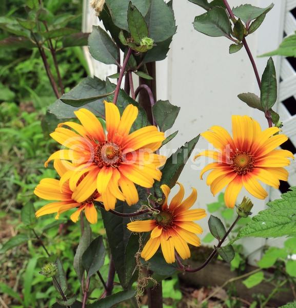 Orange blooms; Yellow blooms; North American Native