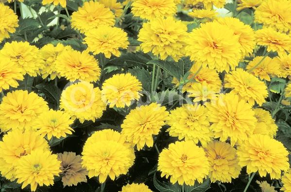 Yellow blooms; North American Native