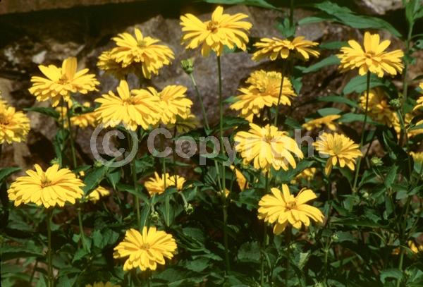 Yellow blooms; Deciduous; Broadleaf; North American Native