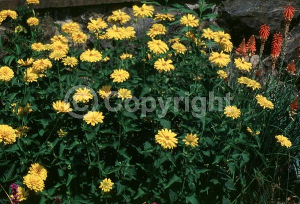 Yellow blooms; Deciduous; Broadleaf; North American Native