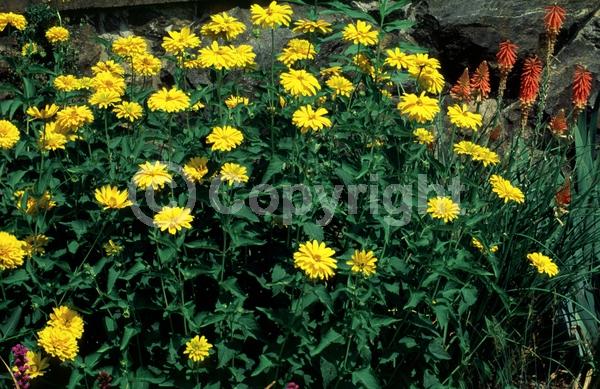 Yellow blooms; Deciduous; Broadleaf