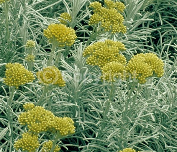 Yellow blooms; Deciduous; Broadleaf