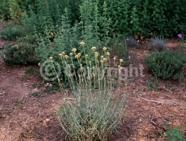 Yellow blooms; Deciduous; Broadleaf