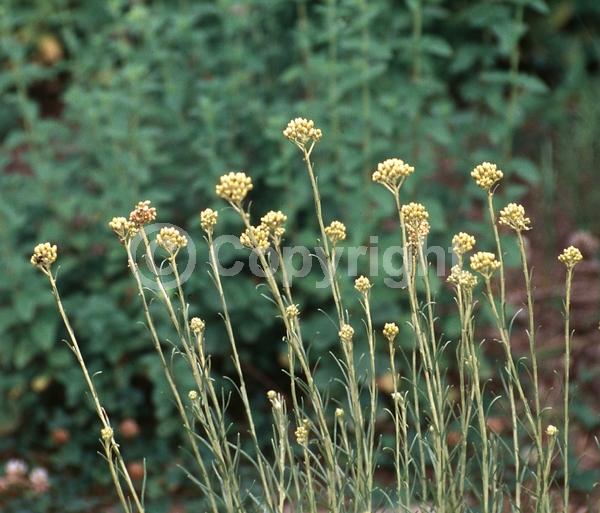 Yellow blooms; Deciduous; Broadleaf