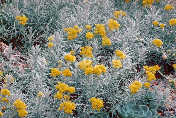 Yellow blooms; Deciduous; Broadleaf