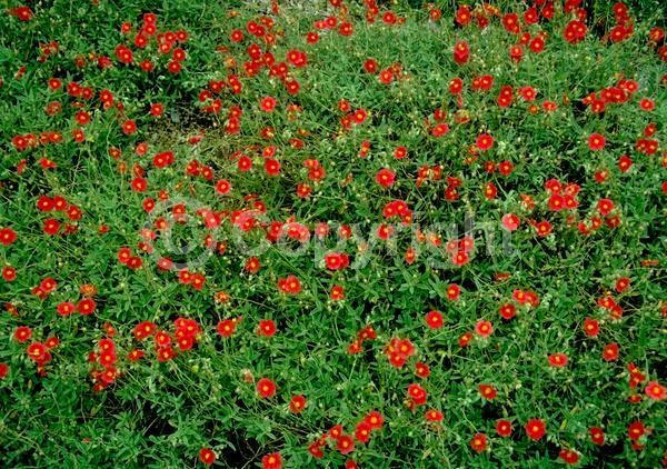 Red blooms; Orange blooms; Yellow blooms; White blooms; Pink blooms; Deciduous; Broadleaf