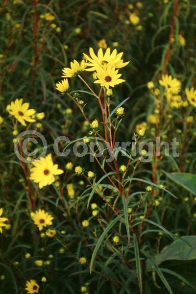 Yellow blooms; North American Native