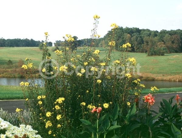 Yellow blooms; North American Native