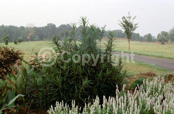 Yellow blooms; North American Native