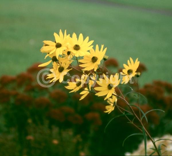 Yellow blooms; North American Native