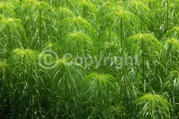 Yellow blooms; North American Native