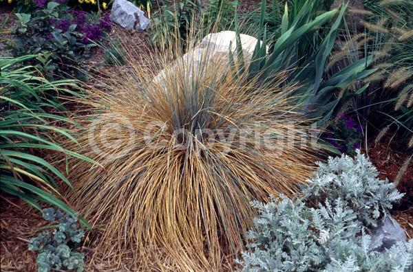 Brown blooms; Evergreen; Deciduous; Needles or needle-like leaf