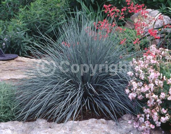 Brown blooms; Evergreen; Deciduous; Needles or needle-like leaf