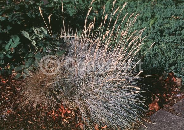 Brown blooms; Evergreen; Deciduous; Needles or needle-like leaf