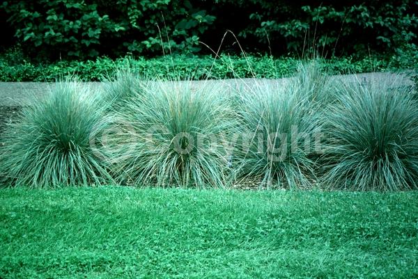 Brown blooms; Evergreen; Deciduous; Needles or needle-like leaf