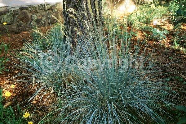 Brown blooms; Evergreen; Deciduous; Needles or needle-like leaf