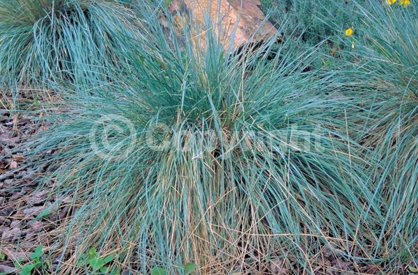 Brown blooms; Evergreen; Deciduous; Needles or needle-like leaf