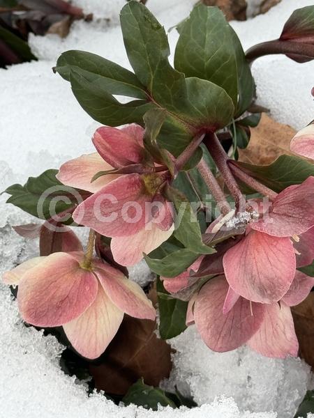 White blooms; Pink blooms; Evergreen