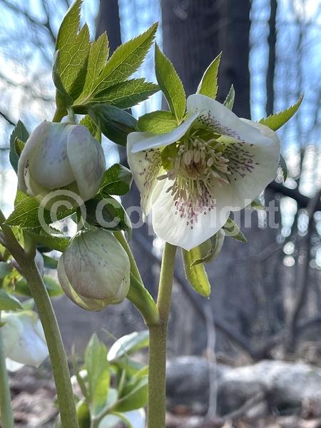 Red blooms; Purple blooms; White blooms; Pink blooms