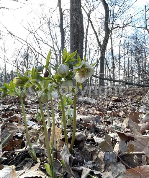 Red blooms; Purple blooms; White blooms; Pink blooms