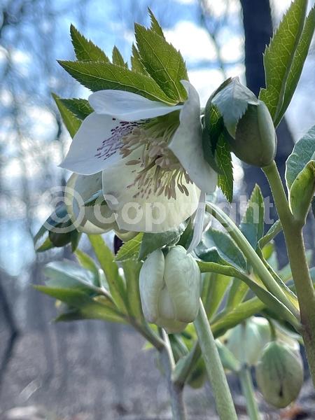Red blooms; Purple blooms; White blooms; Pink blooms