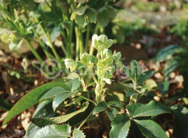 Green blooms; Evergreen