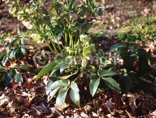 Green blooms; Evergreen