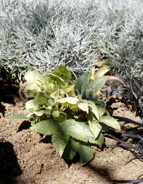 Green blooms; Evergreen