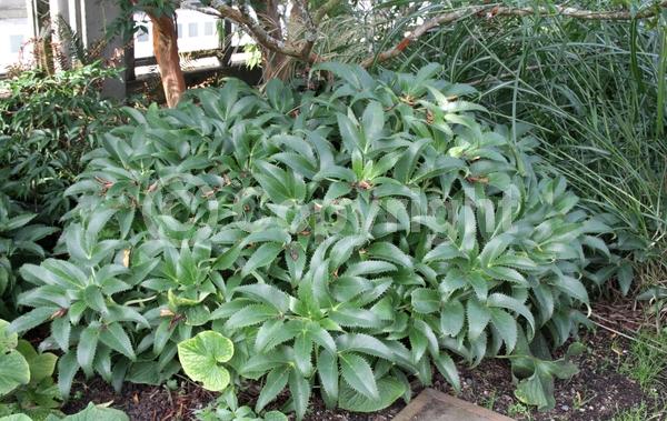 Green blooms; Evergreen