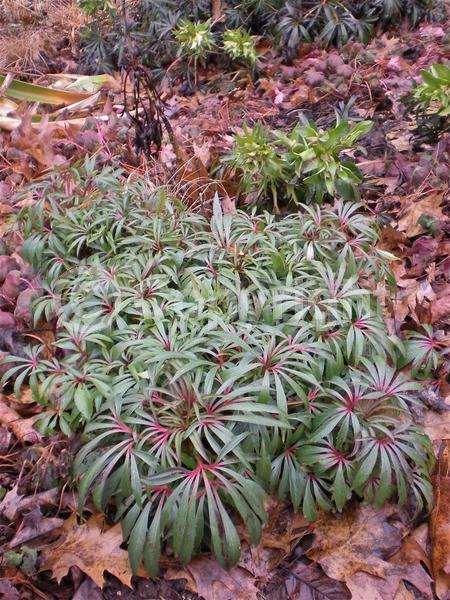 Green blooms; Evergreen