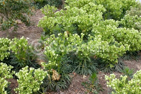 Green blooms; Evergreen