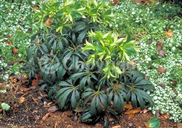 Green blooms; Evergreen